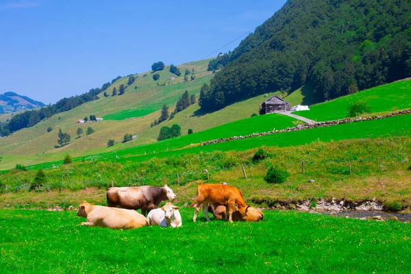 Seealpsee Bij Appenzell Zwitserse Alpen Ebenalp Zwitserland — Stockfoto