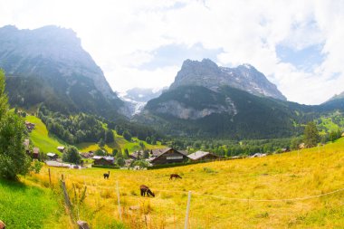 Şaşırtıcı İsviçre dağlık arazisi, yeşil tarlalarda ahşap kiremitler ve arka planda karlı zirveler bulunan yüksek dağlar, Grindelwald, Bernese Oberland, İsviçre, Avrupa