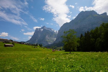 Şaşırtıcı İsviçre dağlık arazisi, yeşil tarlalarda ahşap kiremitler ve arka planda karlı zirveler bulunan yüksek dağlar, Grindelwald, Bernese Oberland, İsviçre, Avrupa