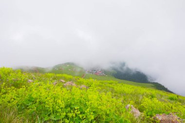 Gito adında bir dağ (yüksek plato) köyü, orman ağaçları, cam tarlaları ve sis. Fotoğraf, Türkiye 'nin kuzeydoğusunda yer alan Karadeniz bölgesinin Rize bölgesinde çekildi..