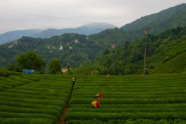 Femme Travaillant Dans Jardin Thé Rize Turquie — Photo