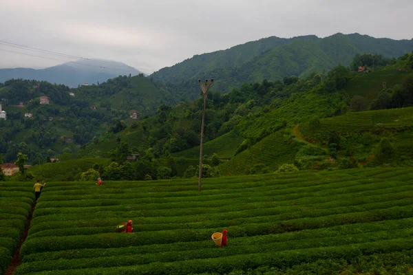 Femme Travaillant Dans Jardin Thé Rize Turquie — Photo