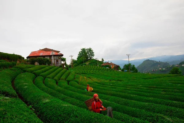 Çay bahçesinde çalışan kadın Türkiye 'yi canlandırıyor