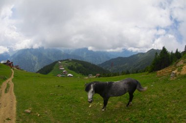Türkiye 'nin Pokut Masa Diyarı bölgesindeki tepedeki kır evleri mavi gökyüzü ve bulutlu.
