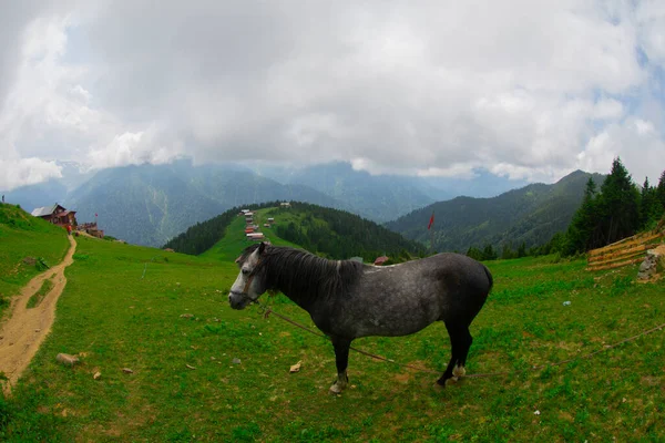 Türkiye 'nin Pokut Masa Diyarı bölgesindeki tepedeki kır evleri mavi gökyüzü ve bulutlu.