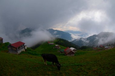 Pokut Platosu Rize Camlihemsin, Pokut Platosu Karadeniz ve Türkiye. Rize, Türkiye.