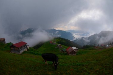Pokut Platosu Rize Camlihemsin, Pokut Platosu Karadeniz ve Türkiye. Rize, Türkiye.
