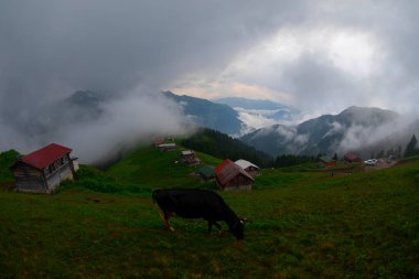 Pokut Platosu Rize Camlihemsin, Pokut Platosu Karadeniz ve Türkiye. Rize, Türkiye.