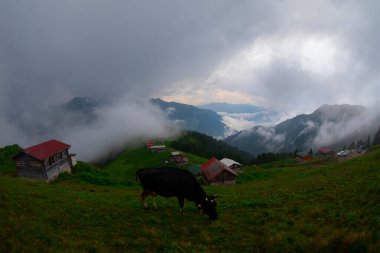 Pokut Platosu Rize Camlihemsin, Pokut Platosu Karadeniz ve Türkiye. Rize, Türkiye.