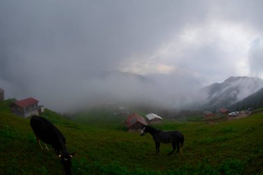 Pokut Platosu Rize Camlihemsin, Pokut Platosu Karadeniz ve Türkiye. Rize, Türkiye.