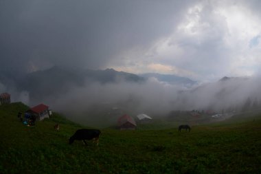 Pokut Platosu Rize Camlihemsin, Pokut Platosu Karadeniz ve Türkiye. Rize, Türkiye.