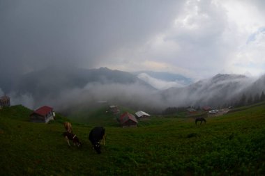 Pokut Platosu Rize Camlihemsin, Pokut Platosu Karadeniz ve Türkiye. Rize, Türkiye.