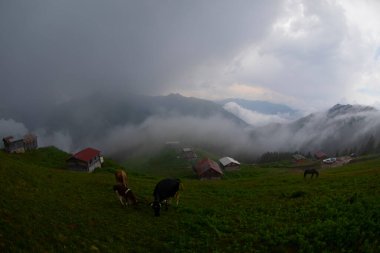 Pokut Platosu Rize Camlihemsin, Pokut Platosu Karadeniz ve Türkiye. Rize, Türkiye.