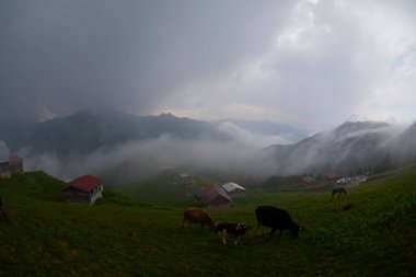 Pokut Platosu Rize Camlihemsin, Pokut Platosu Karadeniz ve Türkiye. Rize, Türkiye.