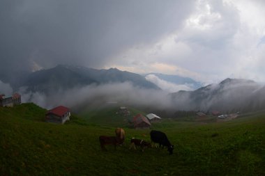Pokut Platosu Rize Camlihemsin, Pokut Platosu Karadeniz ve Türkiye. Rize, Türkiye.
