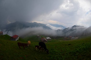 Pokut Platosu Rize Camlihemsin, Pokut Platosu Karadeniz ve Türkiye. Rize, Türkiye.