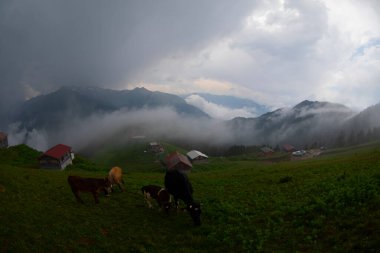 Pokut Platosu Rize Camlihemsin, Pokut Platosu Karadeniz ve Türkiye. Rize, Türkiye.