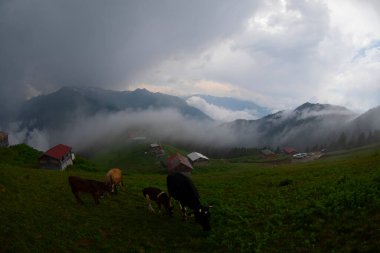 Pokut Platosu Rize Camlihemsin, Pokut Platosu Karadeniz ve Türkiye. Rize, Türkiye.