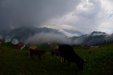 Pokut Platosu Rize Camlihemsin, Pokut Platosu Karadeniz ve Türkiye. Rize, Türkiye.