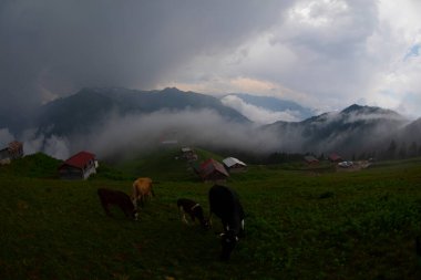 Pokut Platosu Rize Camlihemsin, Pokut Platosu Karadeniz ve Türkiye. Rize, Türkiye.