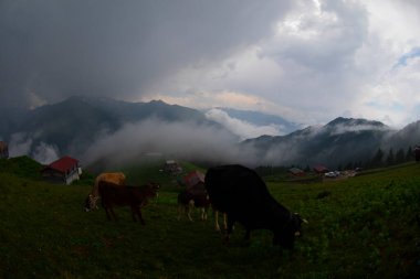 Pokut Platosu Rize Camlihemsin, Pokut Platosu Karadeniz ve Türkiye. Rize, Türkiye.