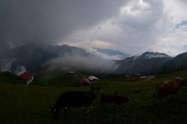 Pokut Platosu Rize Camlihemsin, Pokut Platosu Karadeniz ve Türkiye. Rize, Türkiye.