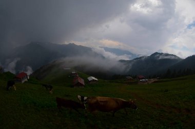 Pokut Platosu Rize Camlihemsin, Pokut Platosu Karadeniz ve Türkiye. Rize, Türkiye.