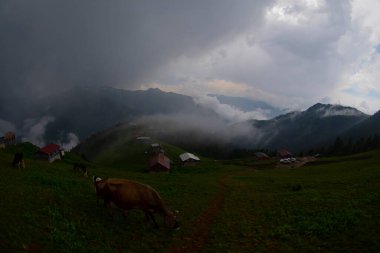 Pokut Platosu Rize Camlihemsin, Pokut Platosu Karadeniz ve Türkiye. Rize, Türkiye.