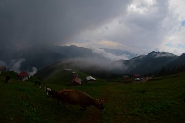 Pokut Platosu Rize Camlihemsin, Pokut Platosu Karadeniz ve Türkiye. Rize, Türkiye.