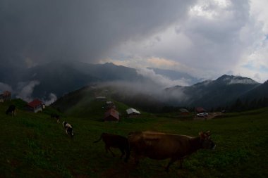Pokut Platosu Rize Camlihemsin, Pokut Platosu Karadeniz ve Türkiye. Rize, Türkiye.