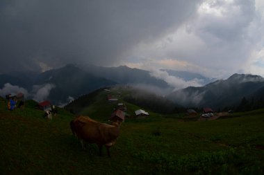 Pokut Platosu Rize Camlihemsin, Pokut Platosu Karadeniz ve Türkiye. Rize, Türkiye.