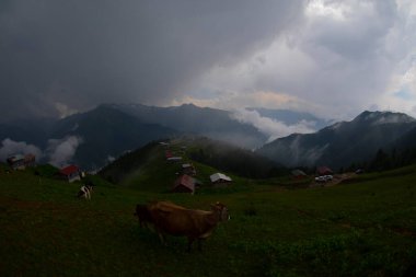 Pokut Platosu Rize Camlihemsin, Pokut Platosu Karadeniz ve Türkiye. Rize, Türkiye.