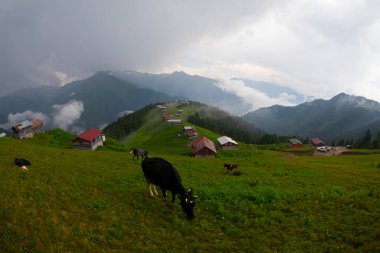 Pokut Platosu Rize Camlihemsin, Pokut Platosu Karadeniz ve Türkiye. Rize, Türkiye.