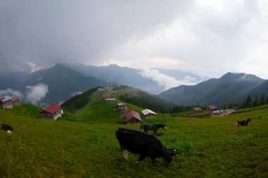 Pokut Platosu Rize Camlihemsin, Pokut Platosu Karadeniz ve Türkiye. Rize, Türkiye.