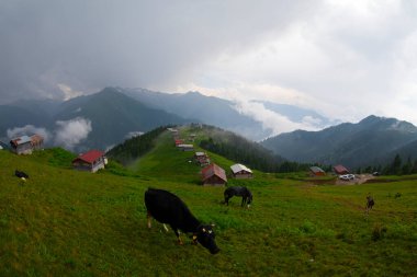 Pokut Platosu Rize Camlihemsin, Pokut Platosu Karadeniz ve Türkiye. Rize, Türkiye.