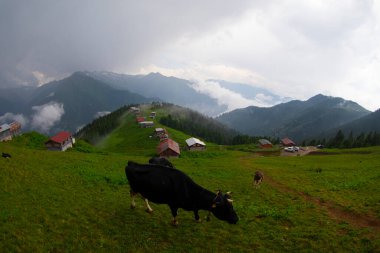 Pokut Platosu Rize Camlihemsin, Pokut Platosu Karadeniz ve Türkiye. Rize, Türkiye.