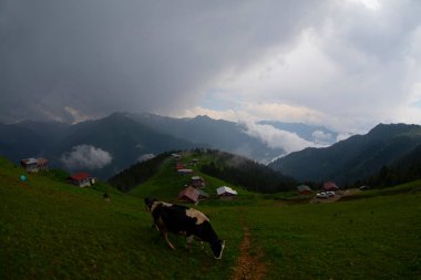 Pokut Platosu Rize Camlihemsin, Pokut Platosu Karadeniz ve Türkiye. Rize, Türkiye.