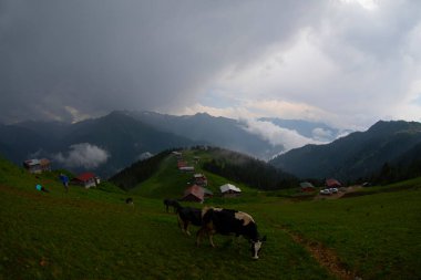 Pokut Platosu Rize Camlihemsin, Pokut Platosu Karadeniz ve Türkiye. Rize, Türkiye.