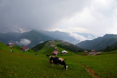 Pokut Platosu Rize Camlihemsin, Pokut Platosu Karadeniz ve Türkiye. Rize, Türkiye.