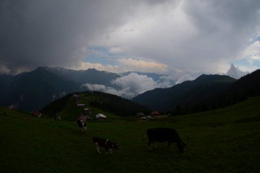 Pokut Platosu Rize Camlihemsin, Pokut Platosu Karadeniz ve Türkiye. Rize, Türkiye.