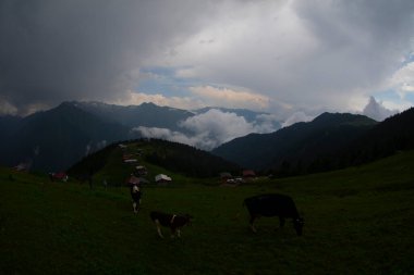 Pokut Platosu Rize Camlihemsin, Pokut Platosu Karadeniz ve Türkiye. Rize, Türkiye.