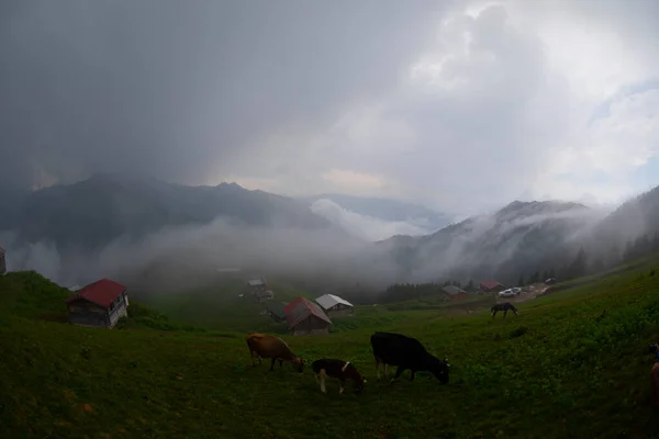 고원은 흑해와 터키에 틀리헤 Rize Camlihemsin Pokut Plateau — 스톡 사진