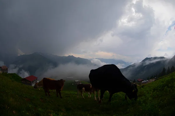 고원은 흑해와 터키에 틀리헤 Rize Camlihemsin Pokut Plateau — 스톡 사진