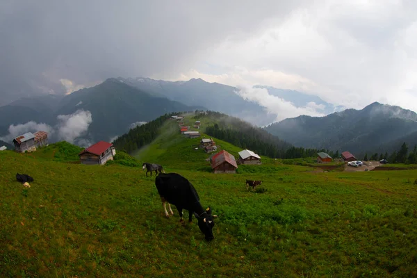 Pokut Platosu Rize Camlihemsin, Pokut Platosu Karadeniz ve Türkiye. Rize, Türkiye.