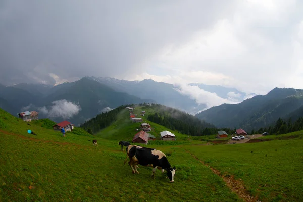 Pokut Plateau Rize Camlihemsin Pokut Plošina Černém Moři Turecku Rize — Stock fotografie