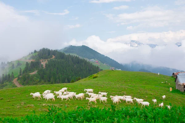 Góry Kakar Domki Naturalne Życie Zdjęcie Stockowe