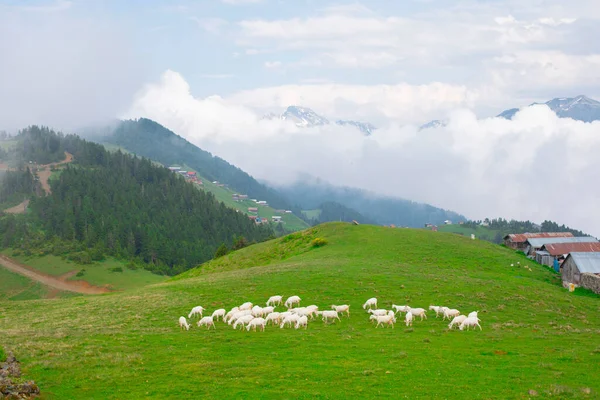Montañas Chalets Kakar Vida Natural Imágenes De Stock Sin Royalties Gratis