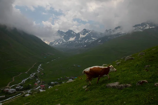 Burası Türkiye 'nin Karadeniz Bölgesi, dağlar Kackars.