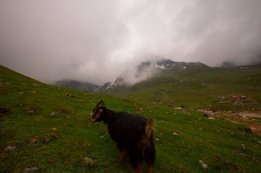 Avusor Platosu ve Kackar Dağları