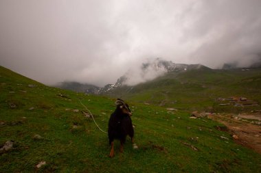 Avusor Platosu ve Kackar Dağları